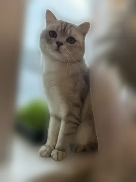 Пропала кошка, Чумышский проезд, 13, Барнаул — шотландский котик, серый окрас - photo