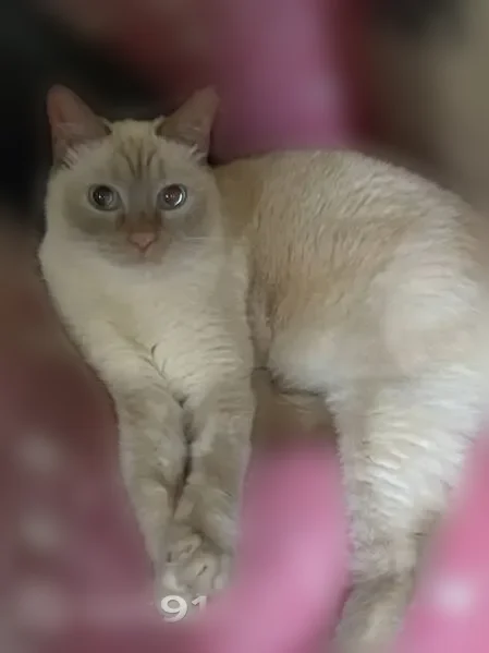 Пропала кошка, Советская улица, 8, Екатеринбург — бело-рыжеватая, средняя, голубые глаза - photo