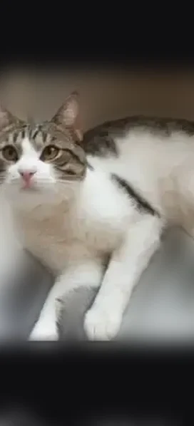 Пропала кошка, Красная улица, 2, Подольск — молодой пугливый и ласковый котик - photo