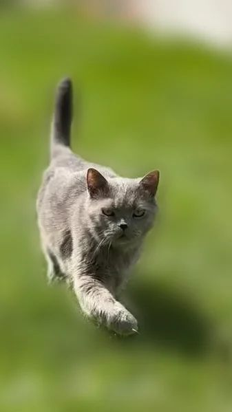 Пропала кошка, Василёво, Московская область — серый кот, 9 лет, откликается на кличку Стич - photo