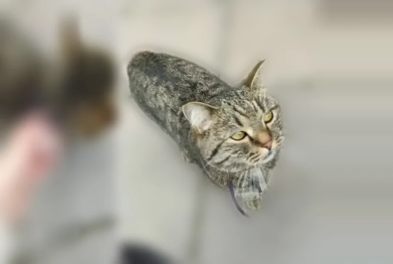 Пропала кошка, улица Калинина, Глазов — зовут Кузя, синий ошейник - photo