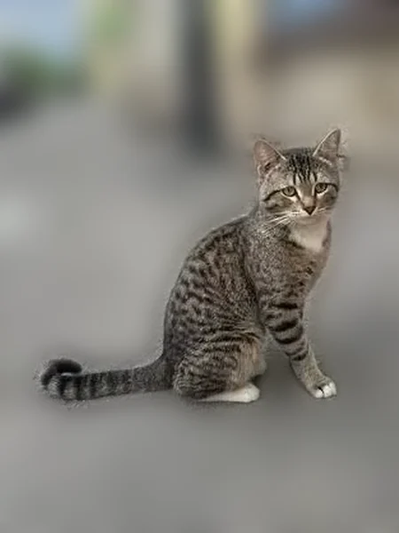 Найдена кошка, Сытнинская улица, Санкт-Петербург — молодой котик до 1 года, очень доверчивый - photo
