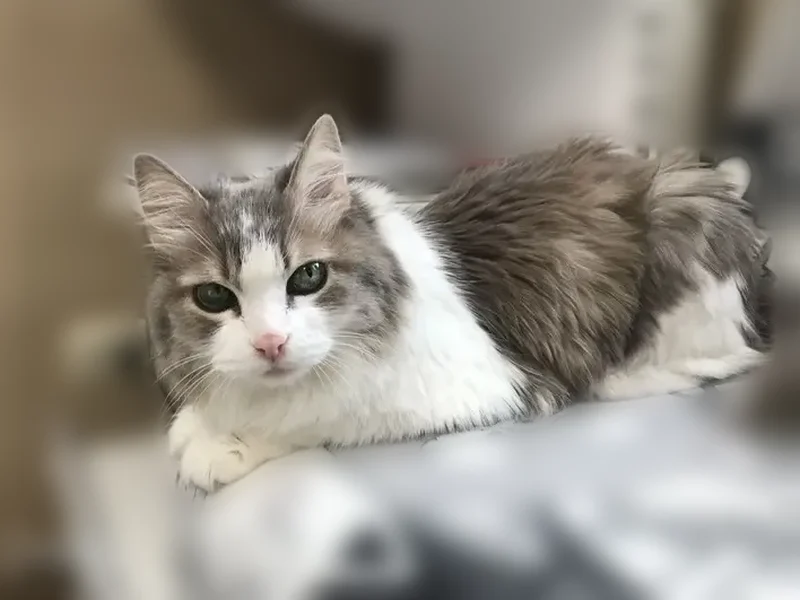 Пропала кошка, улица Островского, 55А, Салават — маленькая серо-белая кошка, глаза зелёные - photo