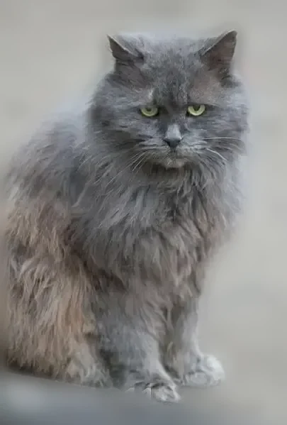 Пропала кошка, Старореченская улица, 2 к3, Рязань — пожилой кот, дезориентирован после операции - photo