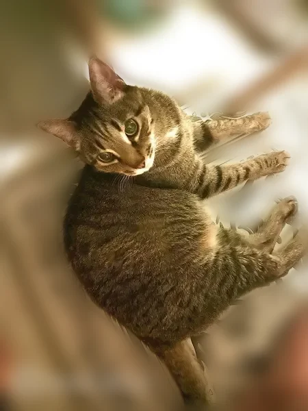 Пропала кошка, улица Пищерова, 2, Снежинск — черепаховый окрас, хромает на левую заднюю лапку - photo