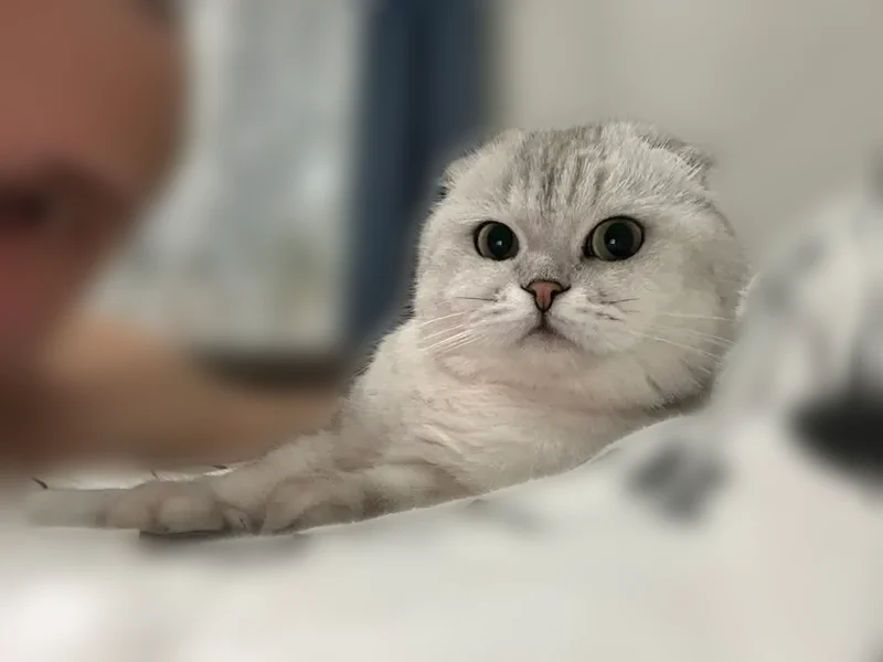 Пропала кошка, Квартальный проезд, 2, Ижевск — бело-серая, зелёные глаза - photo