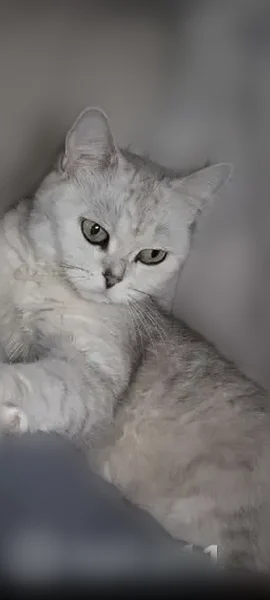 Пропала кошка, улица Пузакова, 26, Тула — по спине тёмная полоса - photo