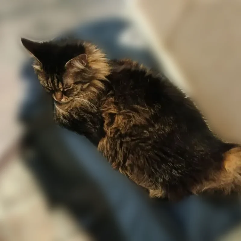 Пропала кошка, Луговая улица, 1, Косулино — большие глаза, порода мейкнун, старая - photo