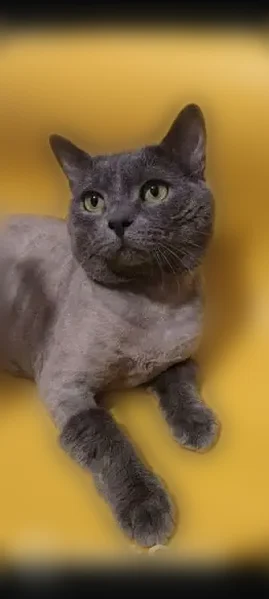 Пропала кошка, Алтуфьевское шоссе, 2 к1, Москва — стрижена, кроме лап и головы - photo