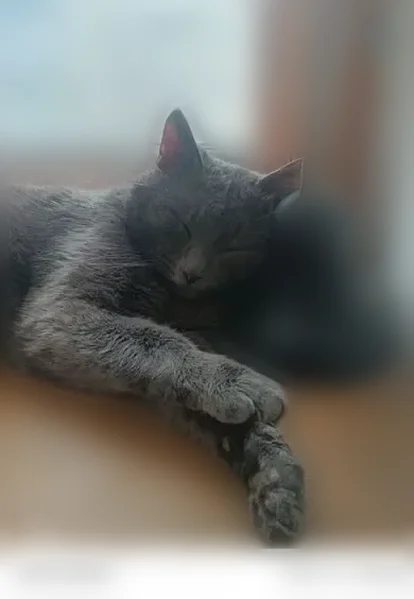 Пропала кошка, улица Чкалова, 14, Пенза — серый кот, возможна рана у основания хвоста - photo