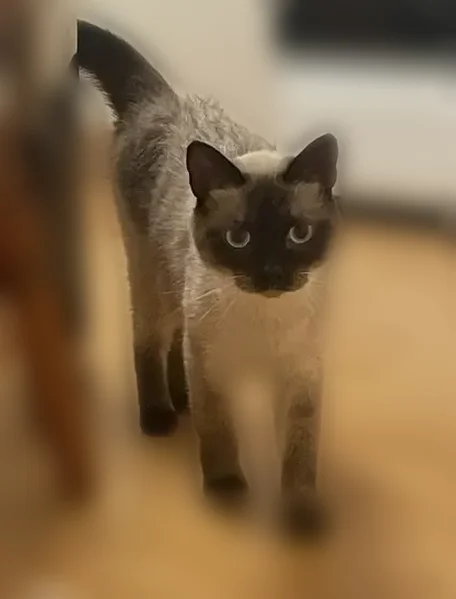 Найдена кошка, Калининград - photo