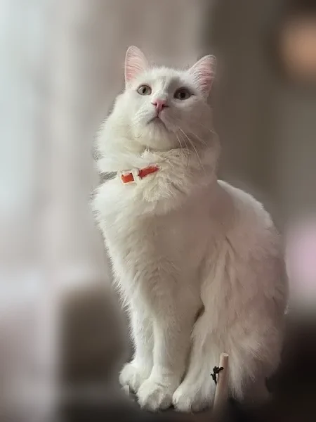 Пропала кошка, 46Н-11376, Кривцово — котик глухой - photo