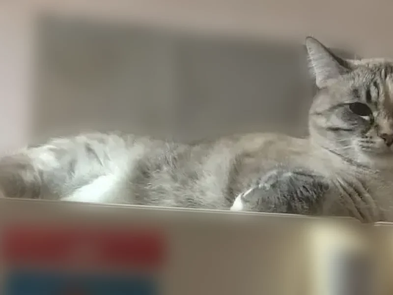 Пропала кошка, улица Лермонтова, 6, Сургут — сиамский окрас, 4–5 лет - photo