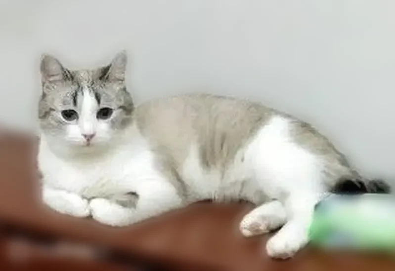 Пропала кошка, Центральная улица, 98В, Куюки — небольшой, кастрированный, 5 лет - photo