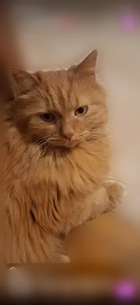Пропала кошка, Дубнинская улица, 12 к4, Москва — рыжая, пушистая, с коротким хвостом (бобтейл) - photo