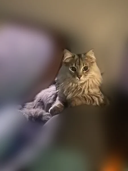 Пропала кошка, Социалистическая улица, 3, Казань — очень ласковая, без ошейника - photo