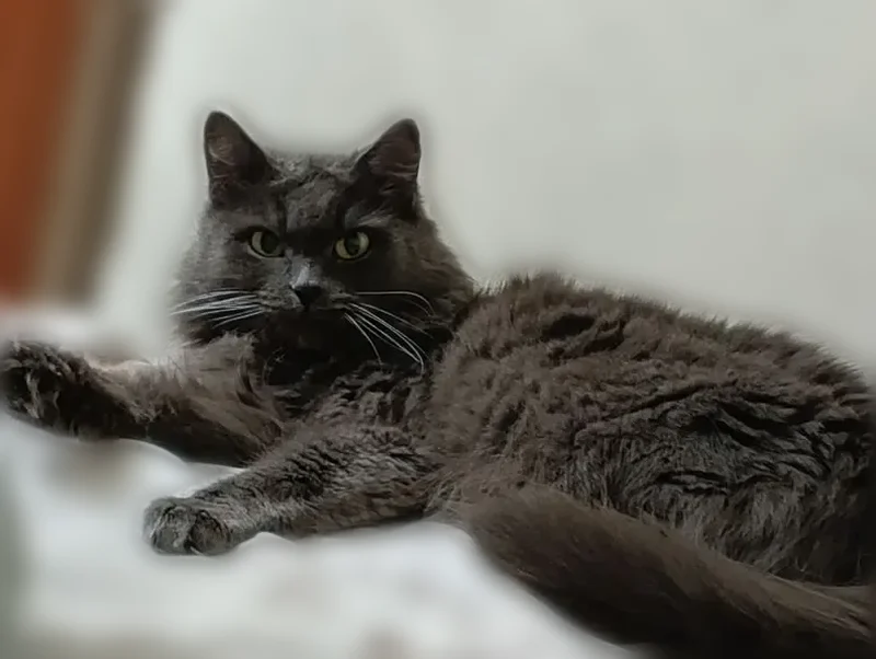 Пропала кошка, Дальняя улица, 7, Казань — ласковая, плохо контактирует с людьми - photo