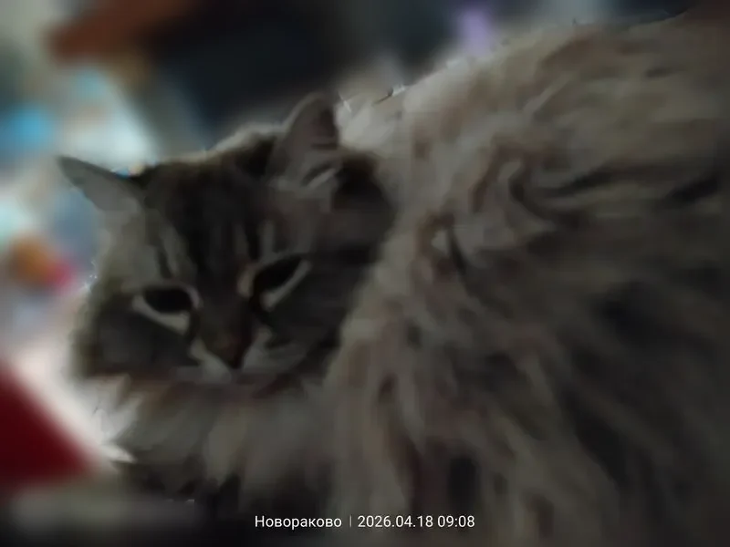 Пропала кошка, Новараково, Истра — невская маскарадная, серо-белая, пушистый хвост, 11 лет - photo