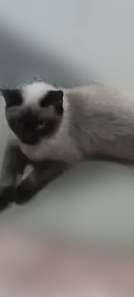 Пропала кошка, Октябрьская улица, 15, Белово — похожа на сиамскую кошку - photo