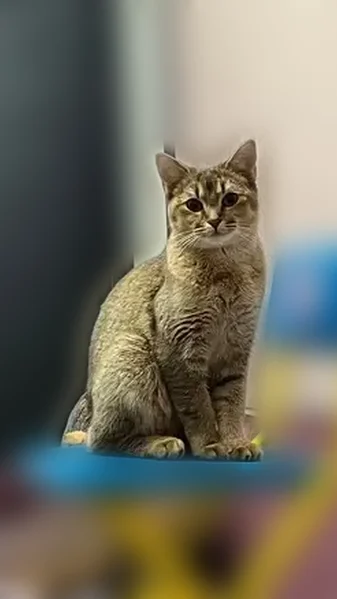 Пропала кошка, 1-й Саратовский проезд, 8, Москва — очень ласковая - photo