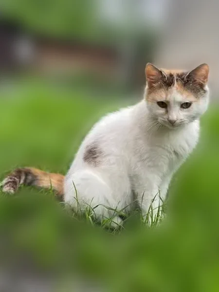 Пропала кошка, улица Пугачёва, 17, Аксай — белая с рыжим и серым, годик - photo