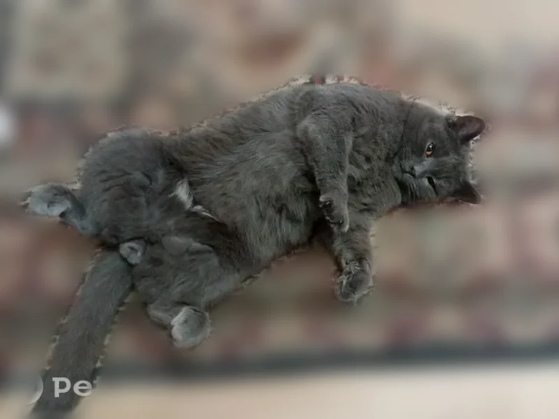 Пропала кошка, Большая Донецкая улица, 213, Лиски — весь серый, карие глаза - photo