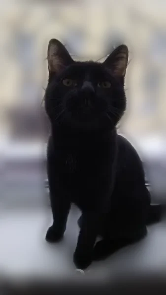 Пропала кошка, Комсомольская улица, 14 к5, Тучково — чисто чёрная - photo