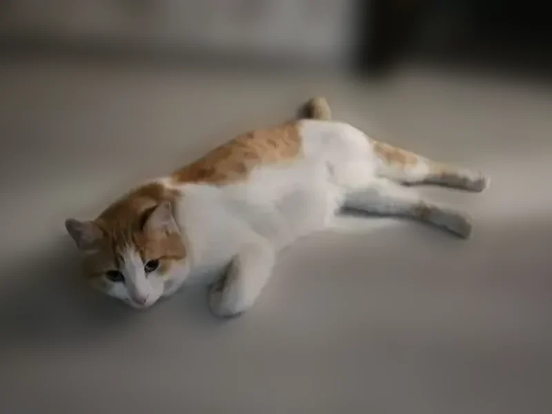 Пропала кошка, переулок Луначарского, 9, Зуевка — крупный кот, рыжий с белым, с коричневым кожаным ошейником - photo