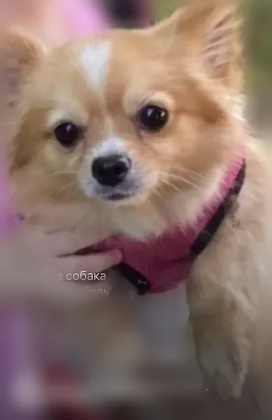 Пропала собака, улица Совхоз-техникум, городской округ Пенза, Пенза — чихуахуа, кличка Хару, белая полоса на лбу - photo