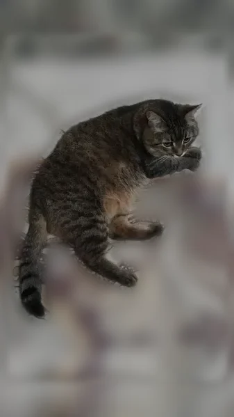 Пропала кошка, улица Лукина, 4, Казань — толстенькая, большие глаза - photo