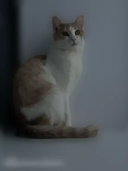Пропала кошка, 10-я Западная улица, 26А, Барнаул — бело-рыжая, ласковая, могла быть ранена - photo