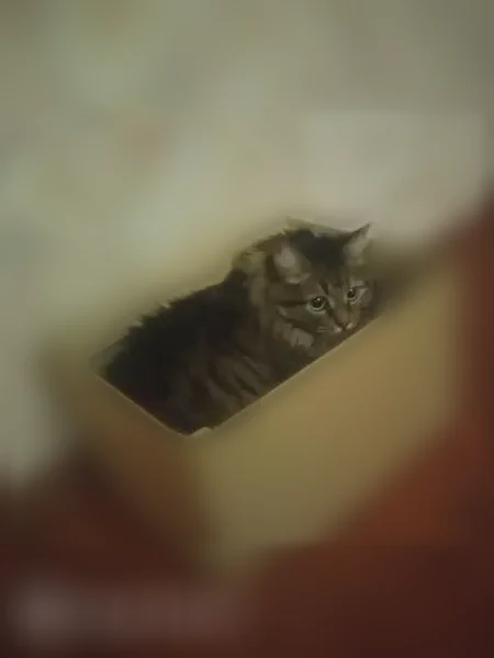 Пропала кошка, улица Смазчиков, 5, Екатеринбург — длинношерстная, с ярко-зелёными глазами - photo