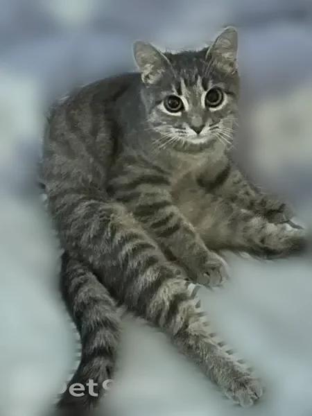 Пропала кошка, улица Воровского, 137, Киров - photo