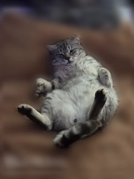 Пропала кошка, проезд Энгельса, 12, Ставрополь - photo