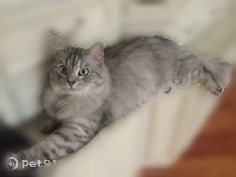 Пропала кошка, 3-е Почтовое отделение, 19, Люберцы — серая пушистая, в ярком разноцветном ошейнике - photo