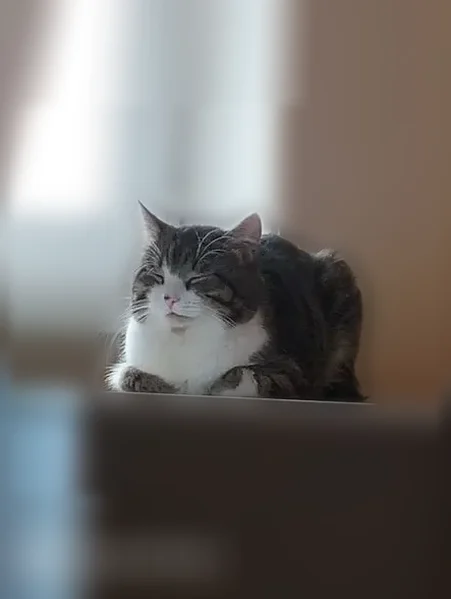 Пропала кошка, Нижний Новгород — мелкая, с пятнышком на носу - photo