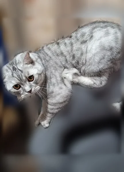 Пропала кошка, Брюховецкое — коту 2 года, вес 5,6 кг - photo