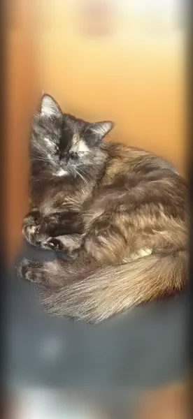 Пропала кошка, Монастырская улица, 175, Пермь — тёмная богатка, выпала из окна - photo