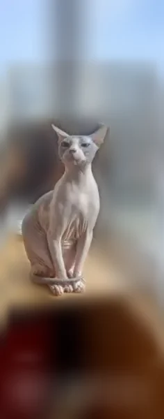 Пропала кошка, улица Богдана Хмельницкого, 132, Уфа — светло-серая, очень ласковая - photo
