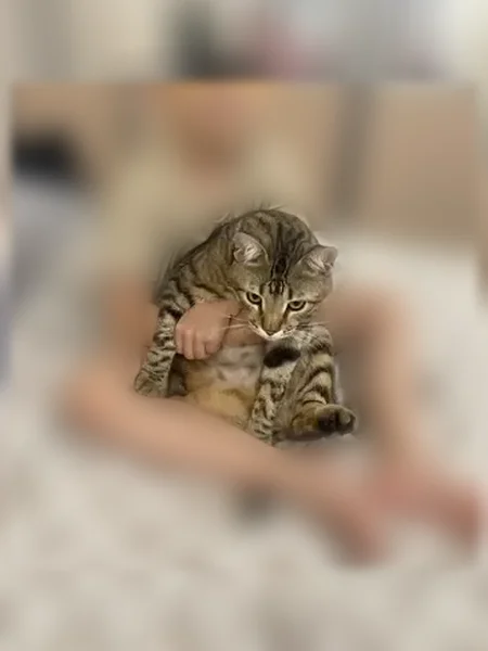 Пропала кошка, проспект Мира, 47, Донецк — выскочила из квартиры ночью, носит красный ошейник с бантиком и колокольчиком - photo