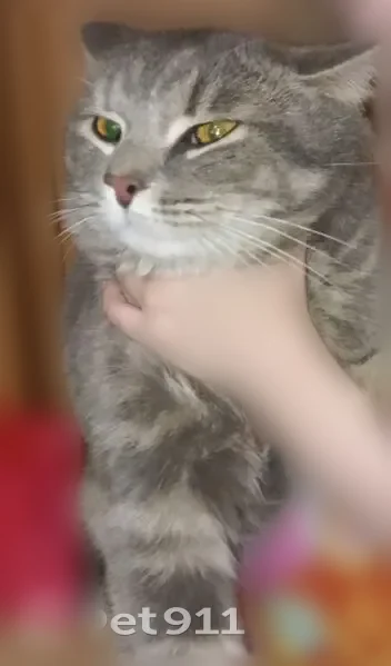 Найдена кошка, улица Филиппова, 16, Новокузнецк — серый с полосками, ласковый, приучен к лотку - photo