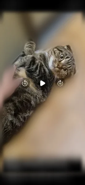 Пропала кошка, Зелёная улица, 5, Бершеть — серо-коричневая, вислоухая, выбежала из дома - photo