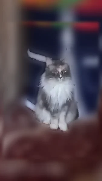 Пропала кошка, Юбилейная улица, 8, Шарья — трёхшерстная, белый треугольник на носу - photo