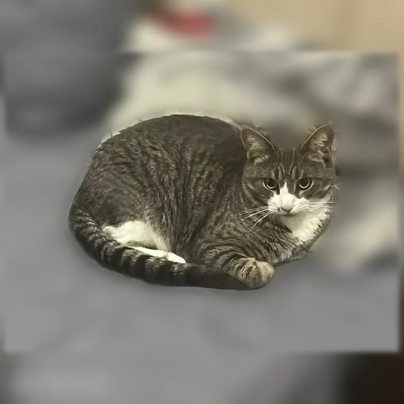 Пропала кошка, улица Кижеватова, 14, Пенза — ласковая домашняя - photo