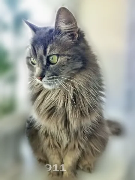 Пропала кошка, улица им. маршала Еременко, Волгоград — серая, с пушистым воротником, любила приходить к магазину КБ - photo