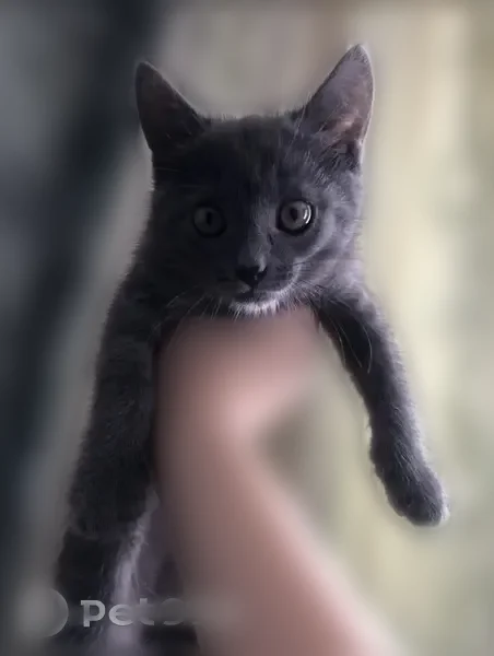 Пропала кошка, улица Чехова, 21А, Бугульма — котёнок - photo