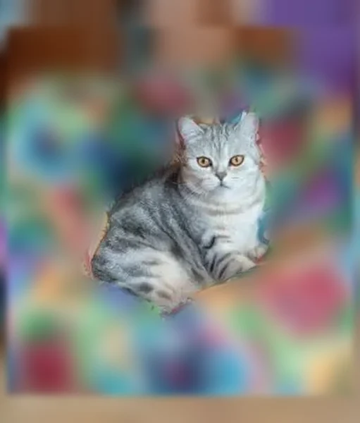 Пропала кошка, 2-я Новая улица, 11, Самара — домашняя, светлосерая, в тёмную полоску, желтые глаза - photo