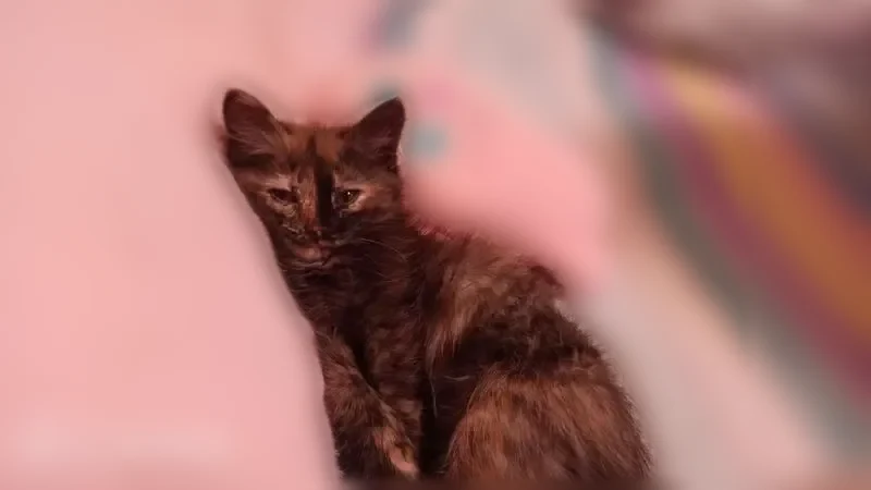 Пропала кошка, улица Белинского, 4, Глазов — пятнистая, пушистая, с карими глазами - photo