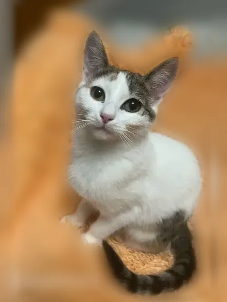 Пропала кошка, Весенняя улица, 3, Удомля — трёхшерстная, белый окрас, пятно в форме сердца у бедра - photo