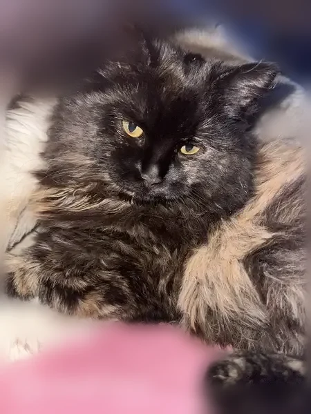 Пропала кошка, Заречная улица, 8, Новосибирск — молодая, 9 месяцев, очень пушистая - photo